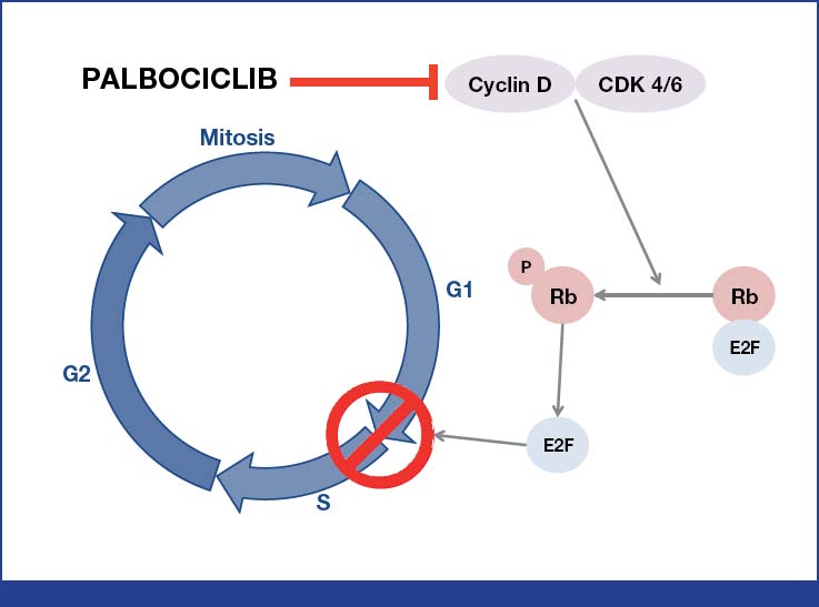 Cyclin Dependent Protein Kinase Inhibitors In Breast Cancer Treatment