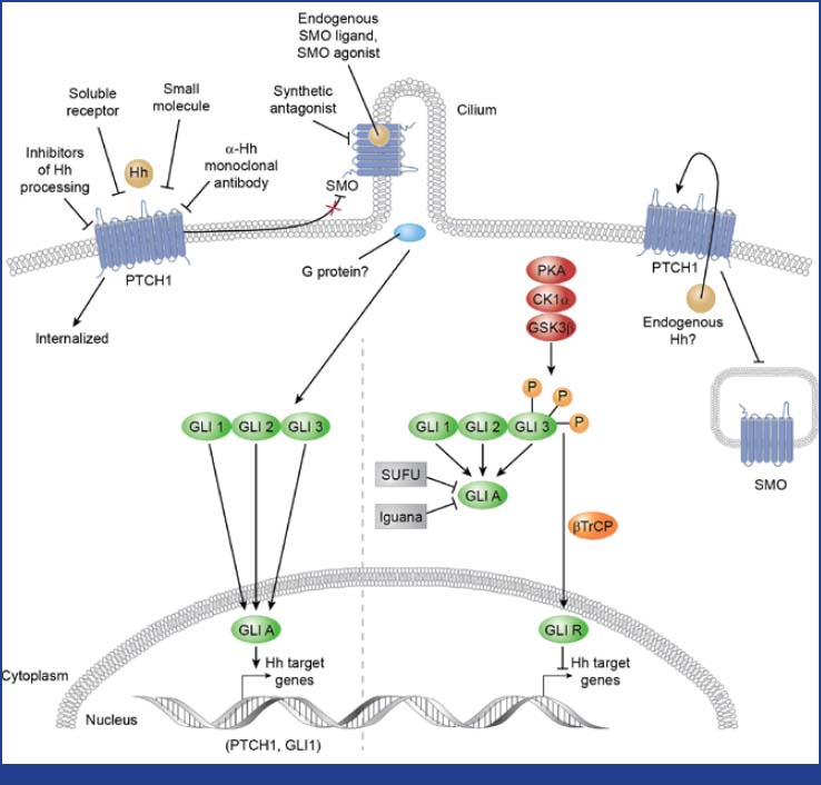 Systemic treatment for basal cell carcinoma of the skin - BJMO