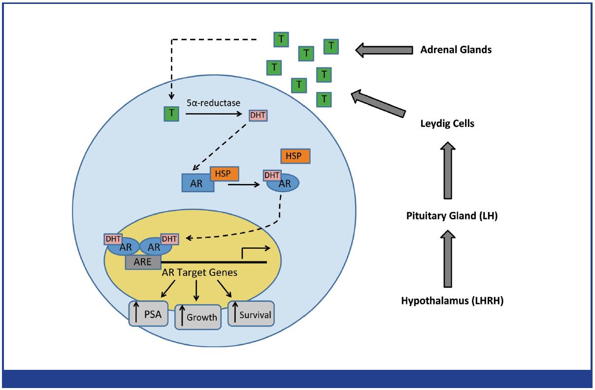 Attacking The Androgen Receptor Pathway In Prostate Cancer Bjmo 6630