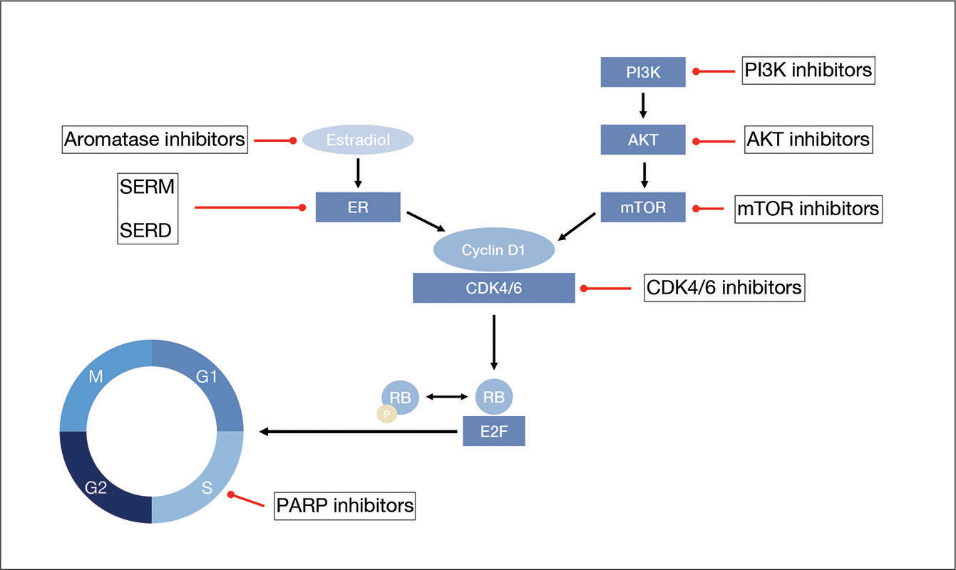 systemic-treatment-landscape-and-algorithm-for-hormone-receptor